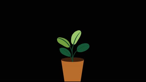 Plant-with-4-leaves-grows-and-germinates-in-terracotta-pot-on-black-background-overlay