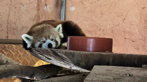 Der-Rote-Panda,-Ailurus-Fulgens-Oder-Kleiner-Panda,-Schläft-In-Seinem-Gehege