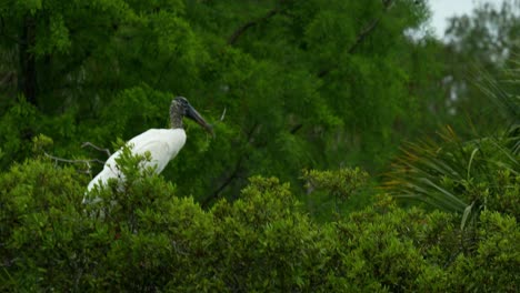 Wood-stork-with-nesting-stick-in-beak-for-nest-building,-perched-in-tree,-flying-away-Florida-wetlands-4k