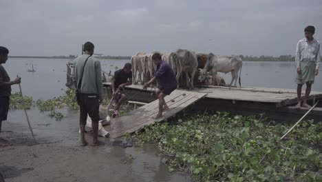 Las-Vacas-Están-Siendo-Trasladadas-A-Través-Del-Río-Brahmaputra.