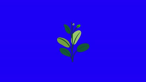 Plant-with-8-leaves-grows-and-germinates-on-blue-background