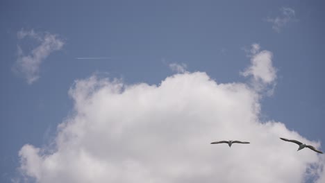 Los-Pájaros-Vuelan-Entre-Las-Nubes