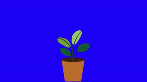 Plant-with-4-leaves-grows-and-germinates-in-terracotta-pot-on-blue-background