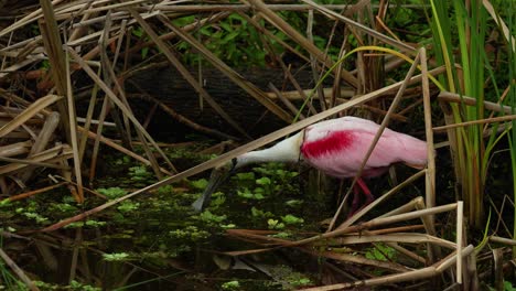 Rosalöffler-Plantschend,-Auf-Der-Suche-Nach-Stöcken-Zum-Nestbau-In-Floridas-Feuchtgebieten,-Sumpfgebieten,-Wasserpflanzen-4k