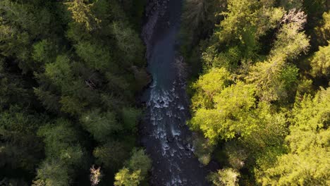 Scenic-shot-flying-over-flowing-river-in-between-Evergreen-Forest-in-Carbonado,-Washington-State