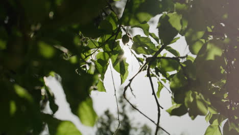 Apfelbaum-Mit-Kleinen-Äpfeln-Im-Frühling-Mit-Blick-Auf-Die-Sonne