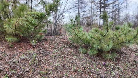 Young-pines-among-the-spring-forest,-fresh-greenery-and-nature