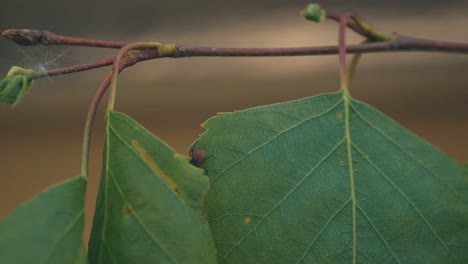 detailed-close-up-of-a-tick-perched-on-a-branch,-showcasing-its-dark-brown-body-and-reddish-orange-markings