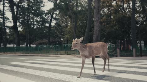 Wilde-Sikahirsche-überqueren-Einen-Zebrastreifen-Zusammen-Mit-Den-Menschen-Im-Nara-Deer-Park,-Japan