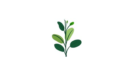 Pflanze-Mit-9-Blättern-Wächst-Und-Keimt-Auf-Weißem-Hintergrund