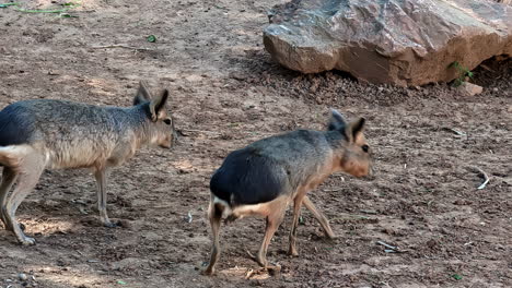 Nahaufnahme-Von-Mara,-Hase-Aus-Patagonien-In-Einem-Gehege-Im-Zoologischen-Park-Attika,-Athen,-Griechenland-Bei-Tag