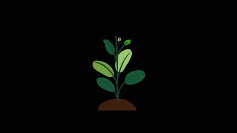 Plant-with-8-leaves-grows-and-germinates-on-dirt-mound-on-black-background-overlay