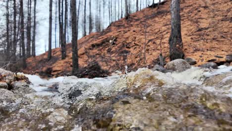 Quellwasser-Fließt-Durch-Den-Wald-Und-Bringt-Leben-Und-Frische-In-Die-Natur