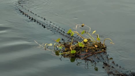 Alligator-slowly-swimming-past-camera-in-calm-water-with-vegetation-on-back,-Florida-marshlands-Orlando-Wetlands-4k-60p