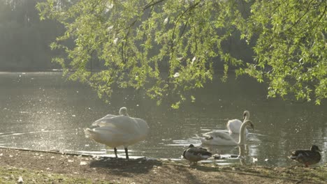 Cámara-Lenta-De-Cisnes-Y-Patos-Junto-Al-Lago-Al-Amanecer-Con-árboles-Arriba