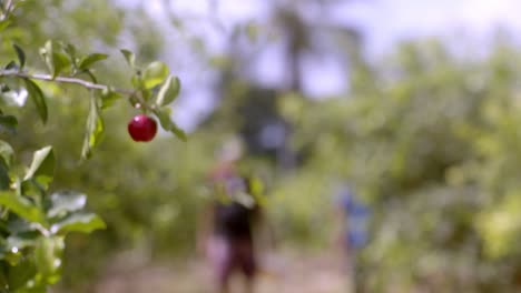 Foto-De-Bastidor-De-Enfoque,-Empleados-Del-Huerto,-Plantas-De-Acerola-Listas-Para-La-Cosecha