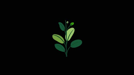 Plant-with-8-leaves-grows-and-germinates-on-black-background-overlay