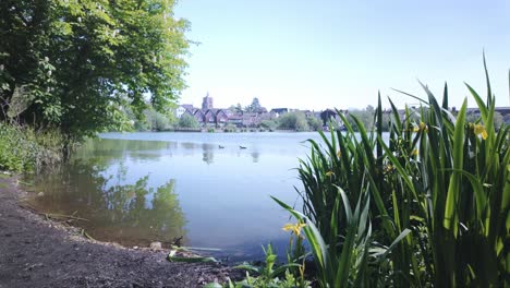 Parque-Diss-Lago-De-Pesca-Apacible-Embalse-Con-Patos-Nadando