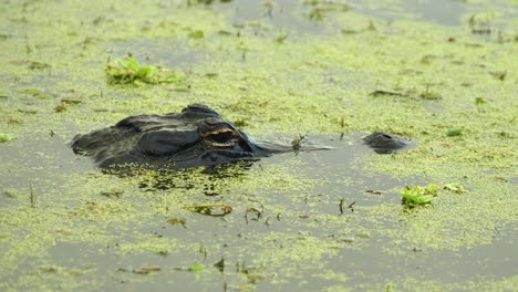 Nahaufnahme-Von-Alligatoraugen-Und--schnauze-über-Ruhigem-Wasser-Mit-Algen,-Sumpfgebiete-In-Florida,-4k-60p