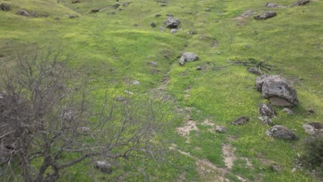 Vuelo-Rápido-Con-Dron-De-Bajo-Nivel-Subiendo-La-Ladera-De-Una-Colina,-Dejando-árboles-Y-Rocas-A-Los-Lados,-Todo-Es-Verde-Y-Llegando-A-La-Cima,-El-Dron-Asciende-Descubriendo-Un-Lugar-Maravilloso