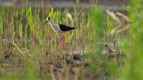 A-black-winged-stilt-wading-in-a-lush-wetland-environment-during-the-day