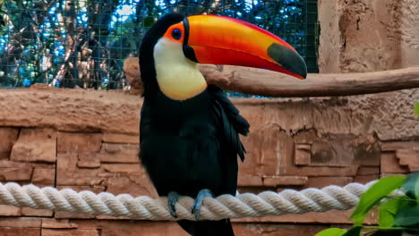 Der-Riesentukan,-Ramphastos-Toco,-Ist-Die-Größte-Tukanart---Auf-Einem-Seil-Sitzend