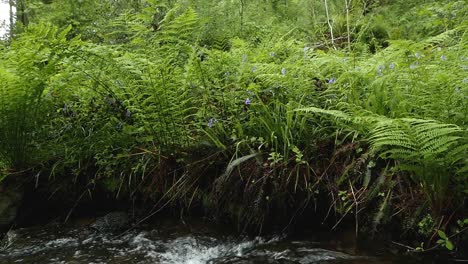 Stream-with-lush-ferns-growing-on-its-banks