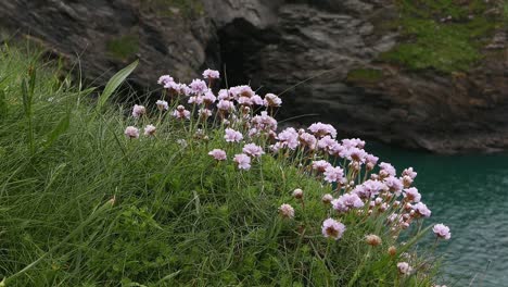 Thrift,-Ameria-maritima,-flowering-on-edge-of-sea-cliff