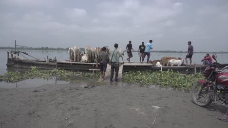 Las-Vacas-Están-Siendo-Trasladadas-A-Través-Del-Río-Brahmaputra.