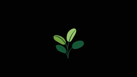 Pflanze-Mit-4-Blättern-Wächst-Und-Keimt-Auf-Schwarzem-Hintergrund-Overlay