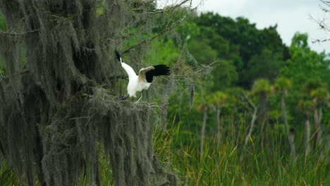 Wood-stork-trying-to-take-sticks-and-branches-from-tree-for-nest-building-and-nesting,-Florida-marsh-wetlands-4k