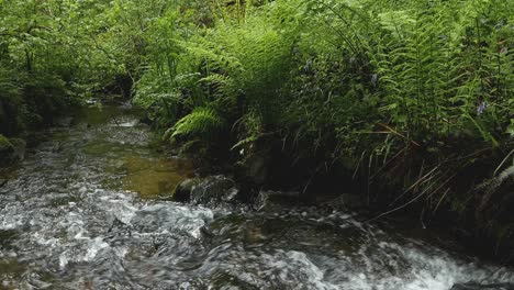 A-clear-woodland-stream-and-ferns.-Cornwall.-UK