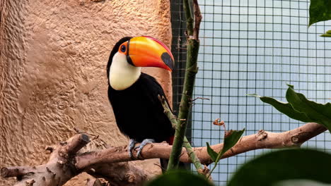 A-colorful-toucan-perched-on-a-branch-in-an-enclosure