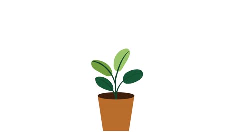 Plant-with-4-leaves-grows-and-germinates-in-terracotta-pot-on-white-background