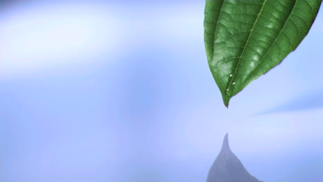 Water-drop-in-super-slow-motion-falling-off-leaf