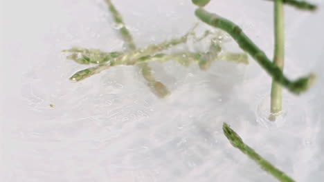 Asparagus-falling-into-water-in-super-slow-motion