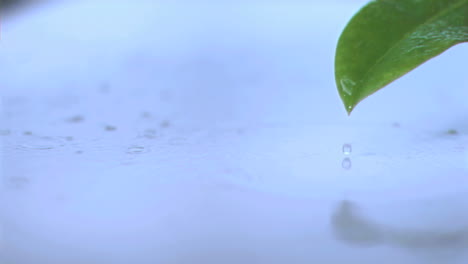 Rain-on-a-leaf-in-super-slow-motion