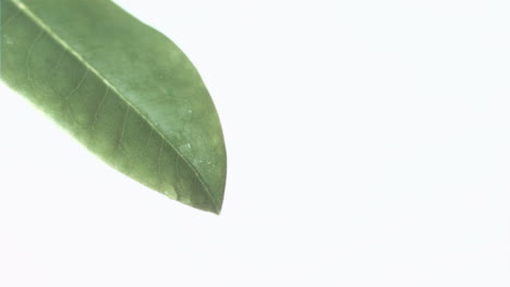 A-droplet-falling-in-super-slow-motion-on-a-leaf