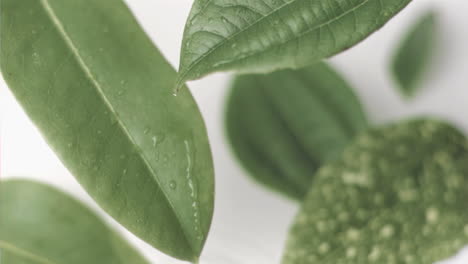 Drops-falling-in-super-slow-motion-on-a-leaf