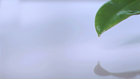 Droplet-falls-off-tip-of-a-leaf-in-super-slow-motion