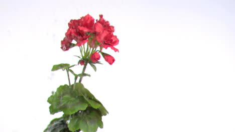 Water-dripping-on-flower-in-super-slow-motion