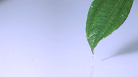 Nieselregen-Auf-Einem-Blatt-In-Superzeitlupe