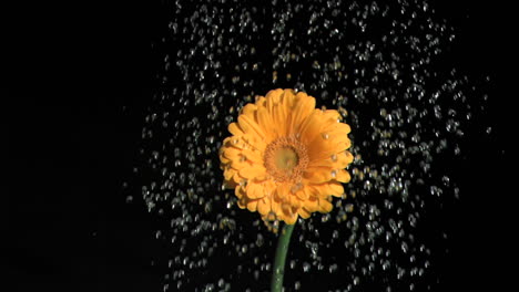 Orange-flower-in-super-slow-motion-being-watered