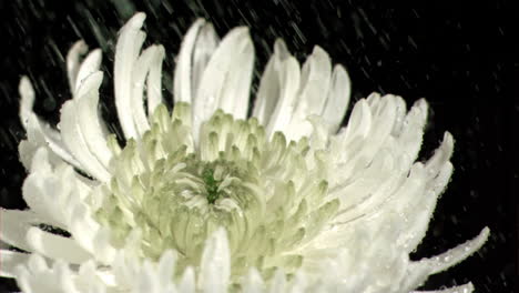 Water-dripping-in-super-slow-motion-on-chrysanthemum-