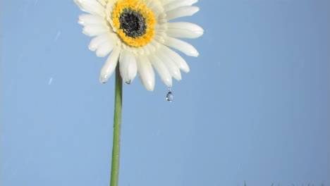 Pretty-gerbera-watered-in-super-slow-motion