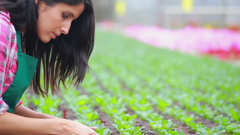 Woman-standing-at-the-greenhouse-working-