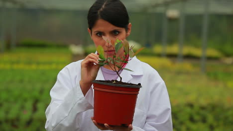 Botanist-checking-plant