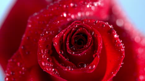 Close-up-of-a-wet-red-rose-moving