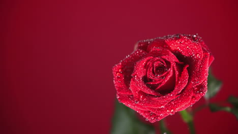 Gotas-De-Lluvia-Cayendo-Sobre-Una-Rosa-Roja-Sobre-Fondo-Rojo