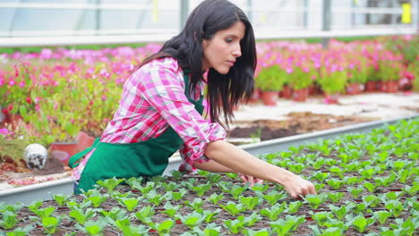 Mujer-Trabajando-En-El-Invernadero-De-Pie-